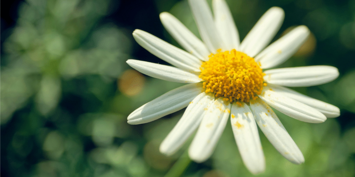 Alergie krzyżowe - tło | Monadith Toruń