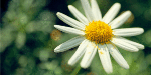 Alergie krzyżowe - tło | Monadith Toruń