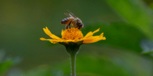 Alergie krzyżowe - dlaczego występują? 