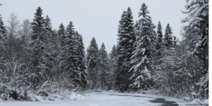 Alergie zimą - pylenie